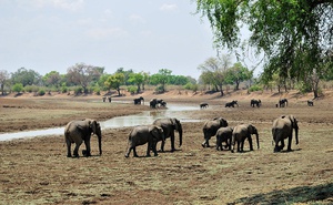 Luangwa National Park